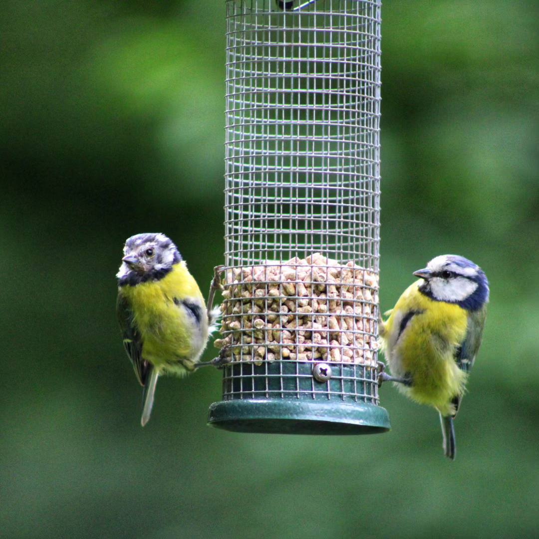 Feeding time at Marbury Park by Tony Crawford