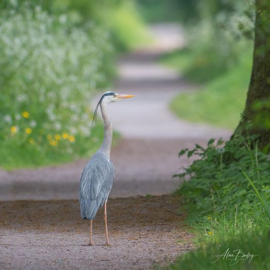 Out for a stroll by the Weaver by Alan Bailey