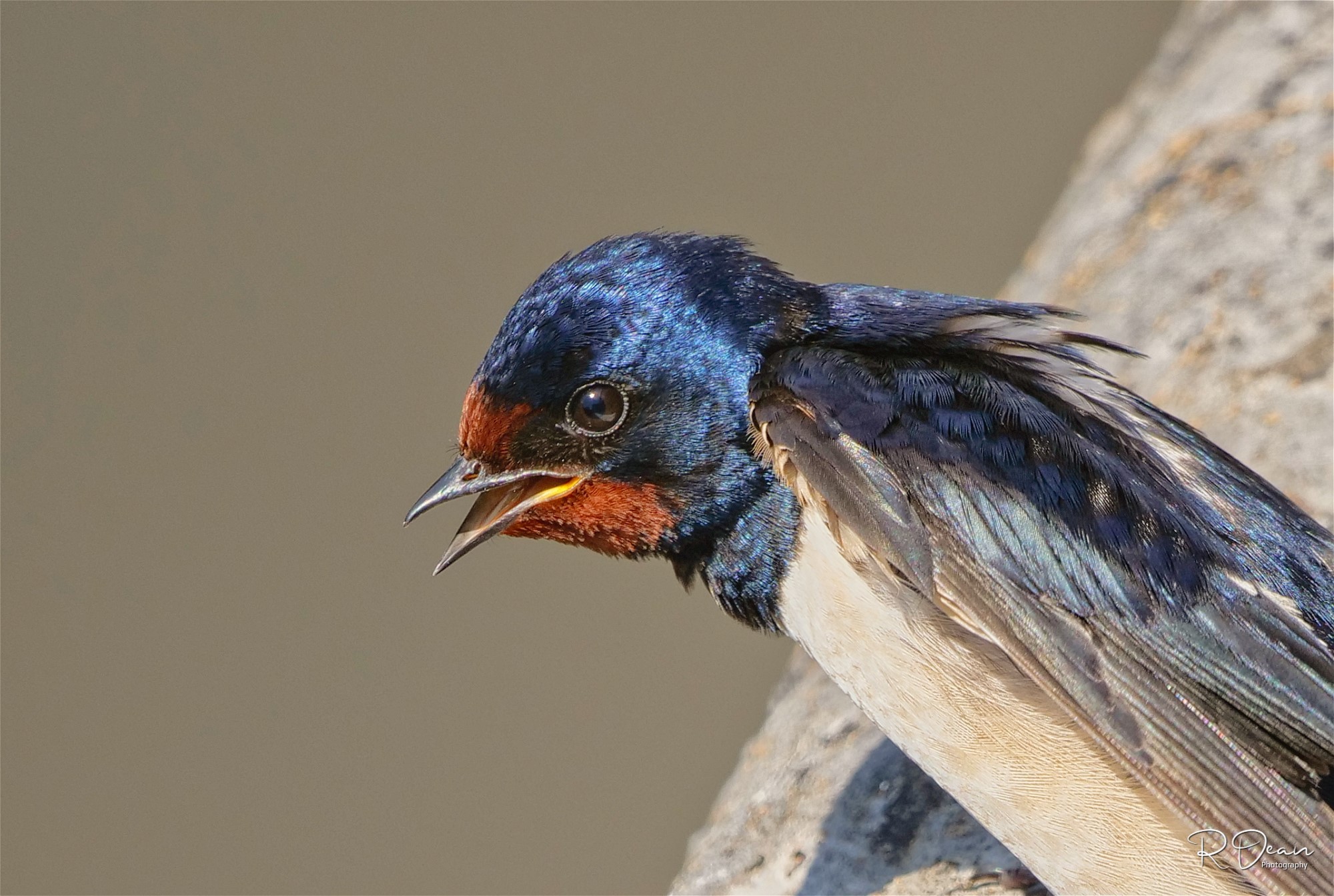 Swallow portrait by Russell Dean