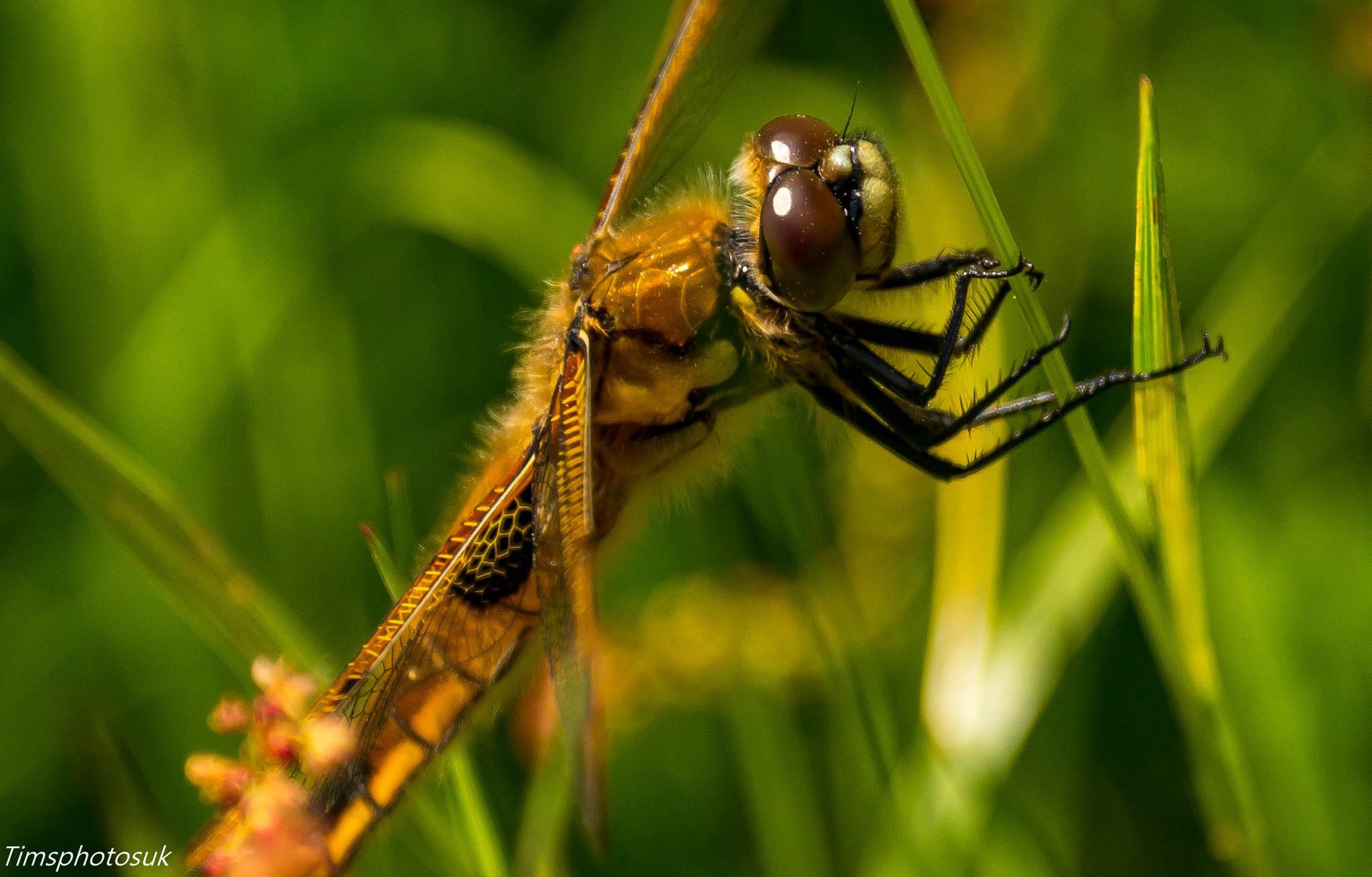 Up close by Tim Spruce