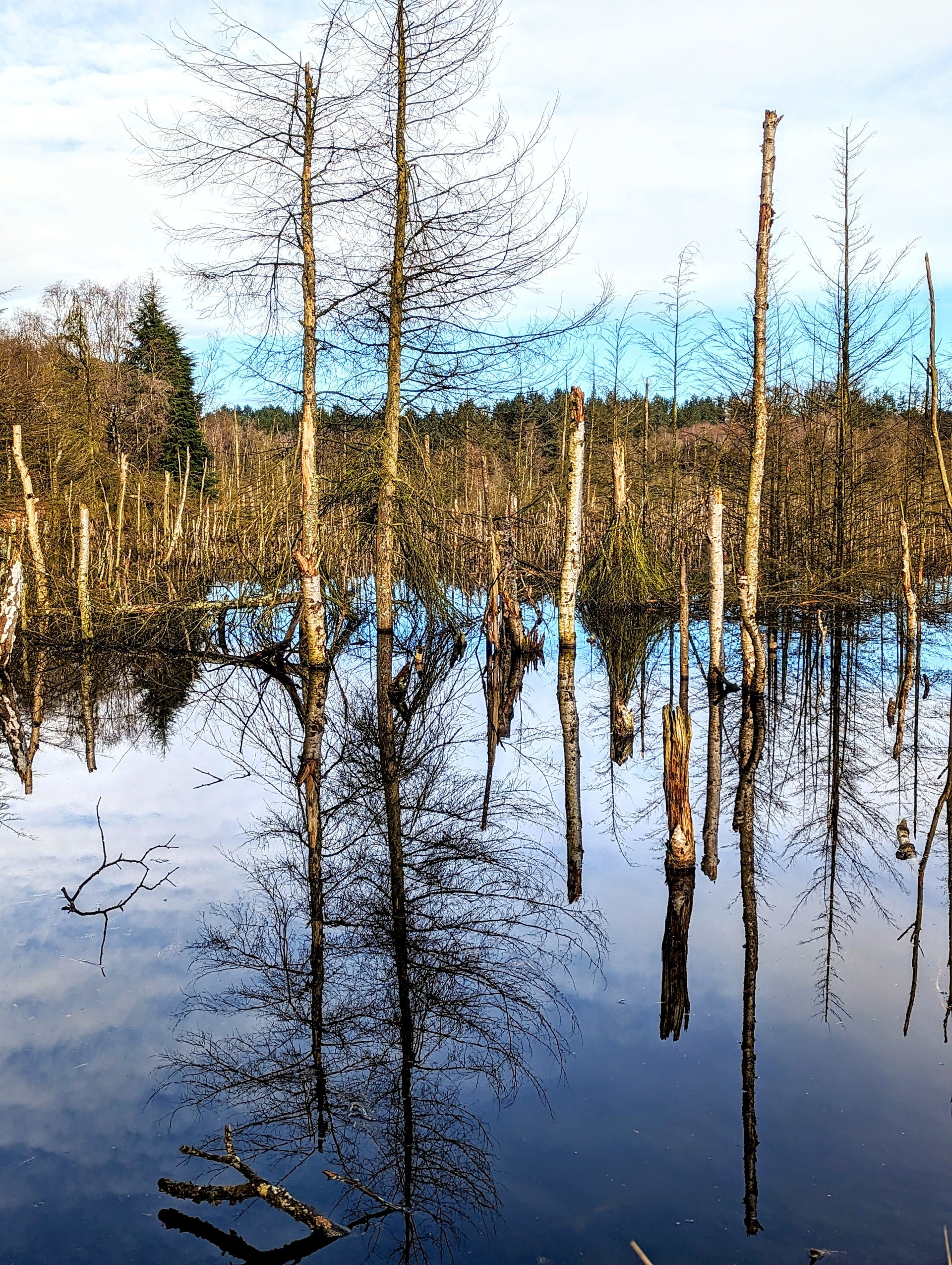 The black lake at Delamere Forest