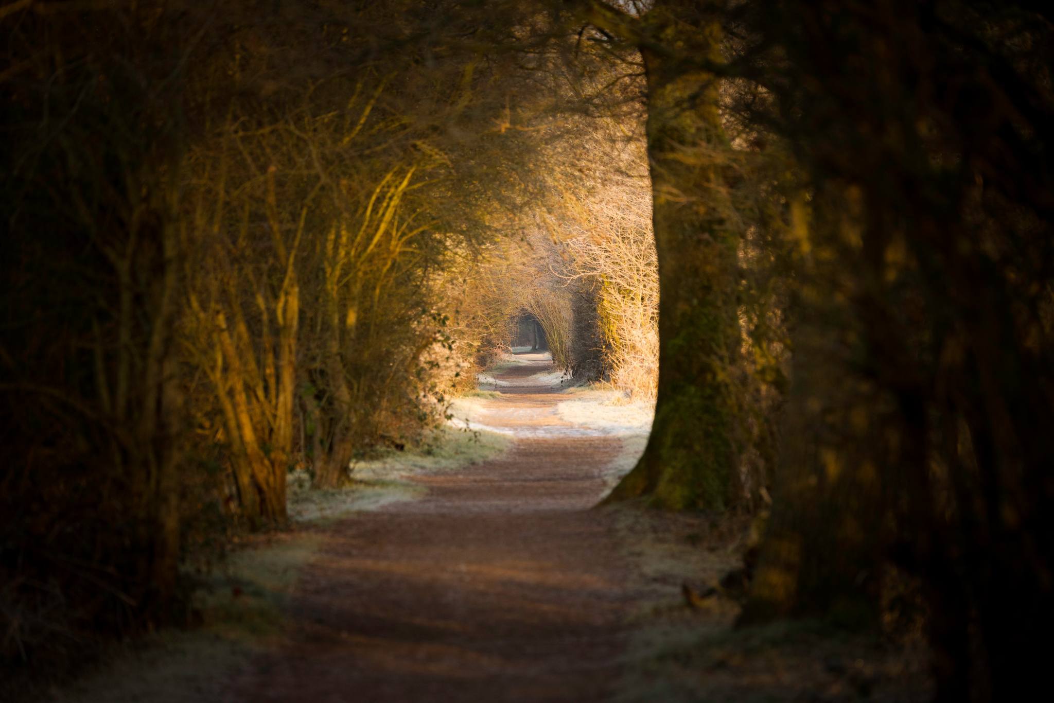 Autumn tree tunnels along the Weaver by Heather Wilde