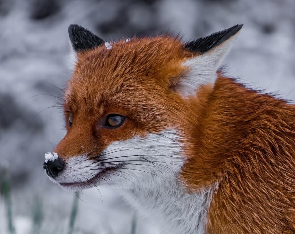 Frosty fox by Steve Clare