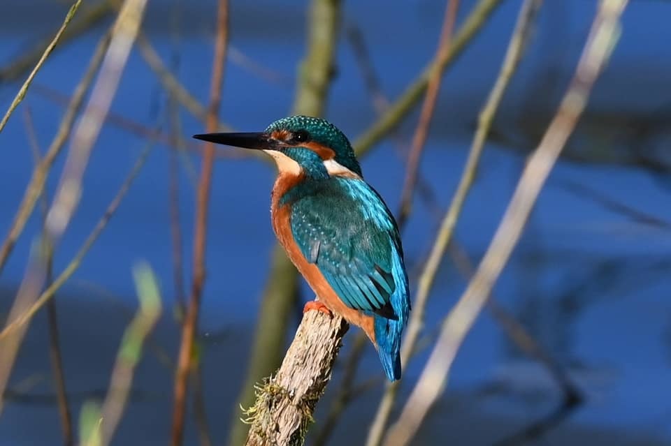 A kingfisher at Budworth Mere by Candy Lean