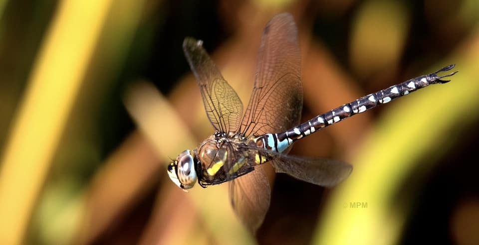 A migrant hawker by Paul Macready