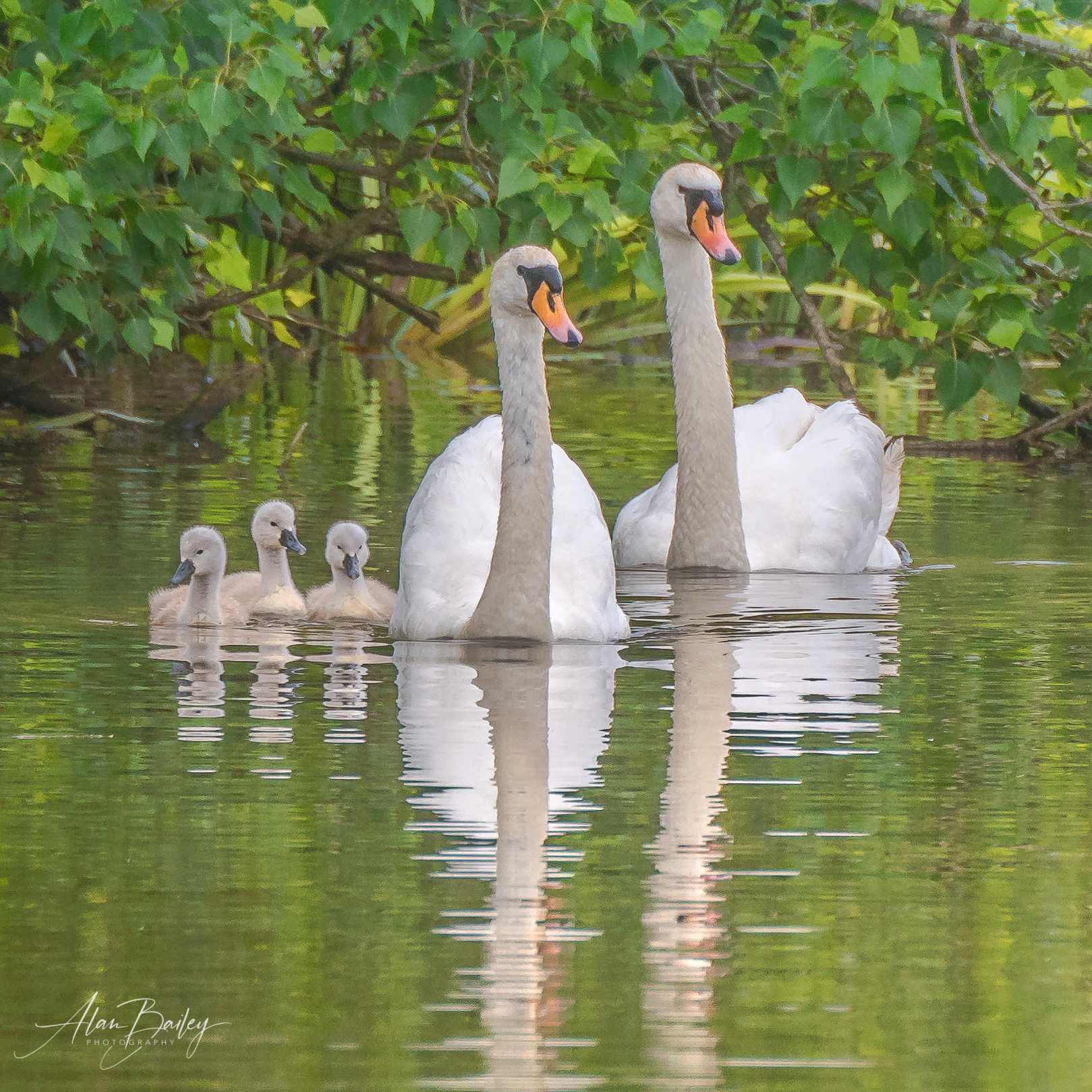 A swim on the river, Winsford by Alan Bailey