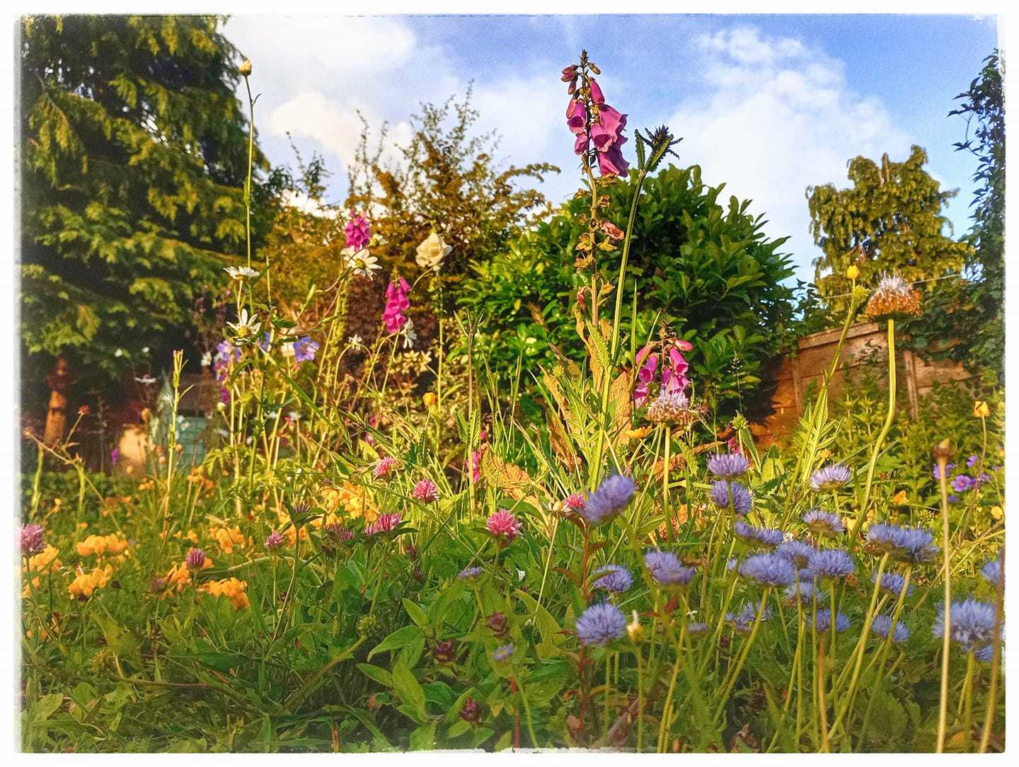 Summer blooms by James Harris