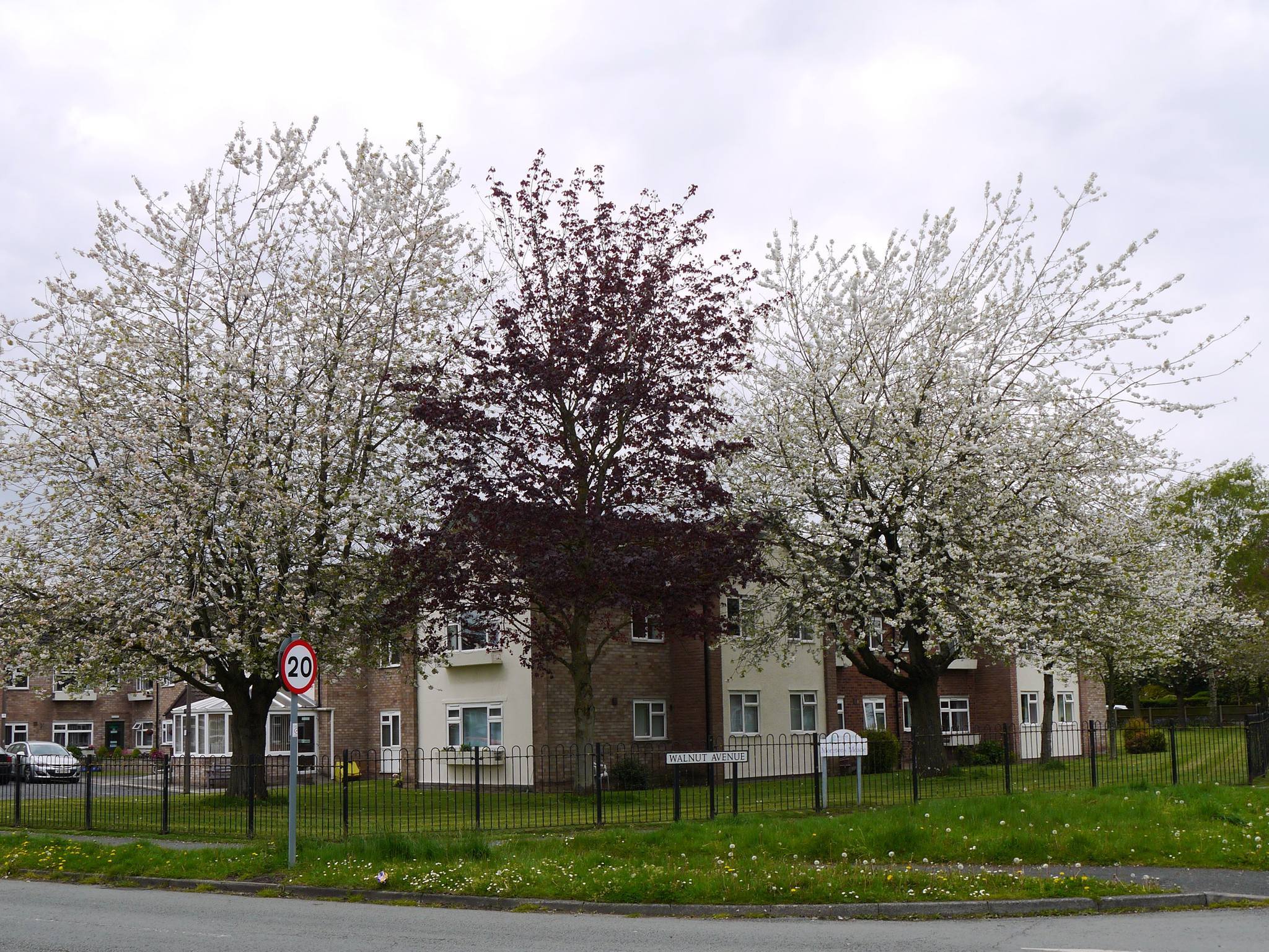 Walnut Avenue, Weaverham by Wendy Mahon