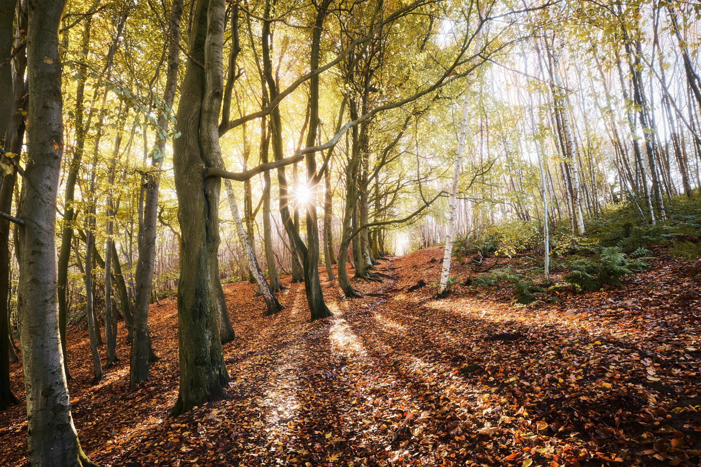 Autumns arrival, Delamere Forest