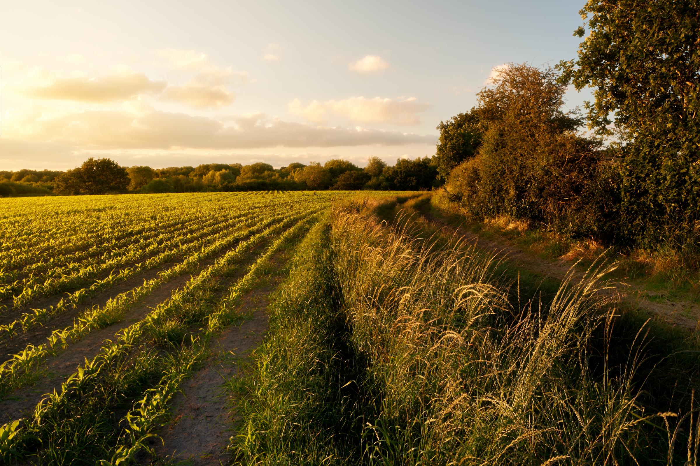 Spring crops, Northwich