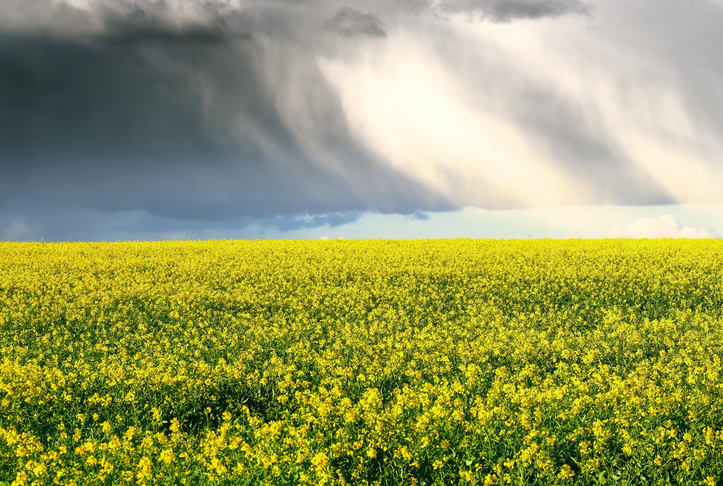 Storm brewing over the rapeseed, Little Legh