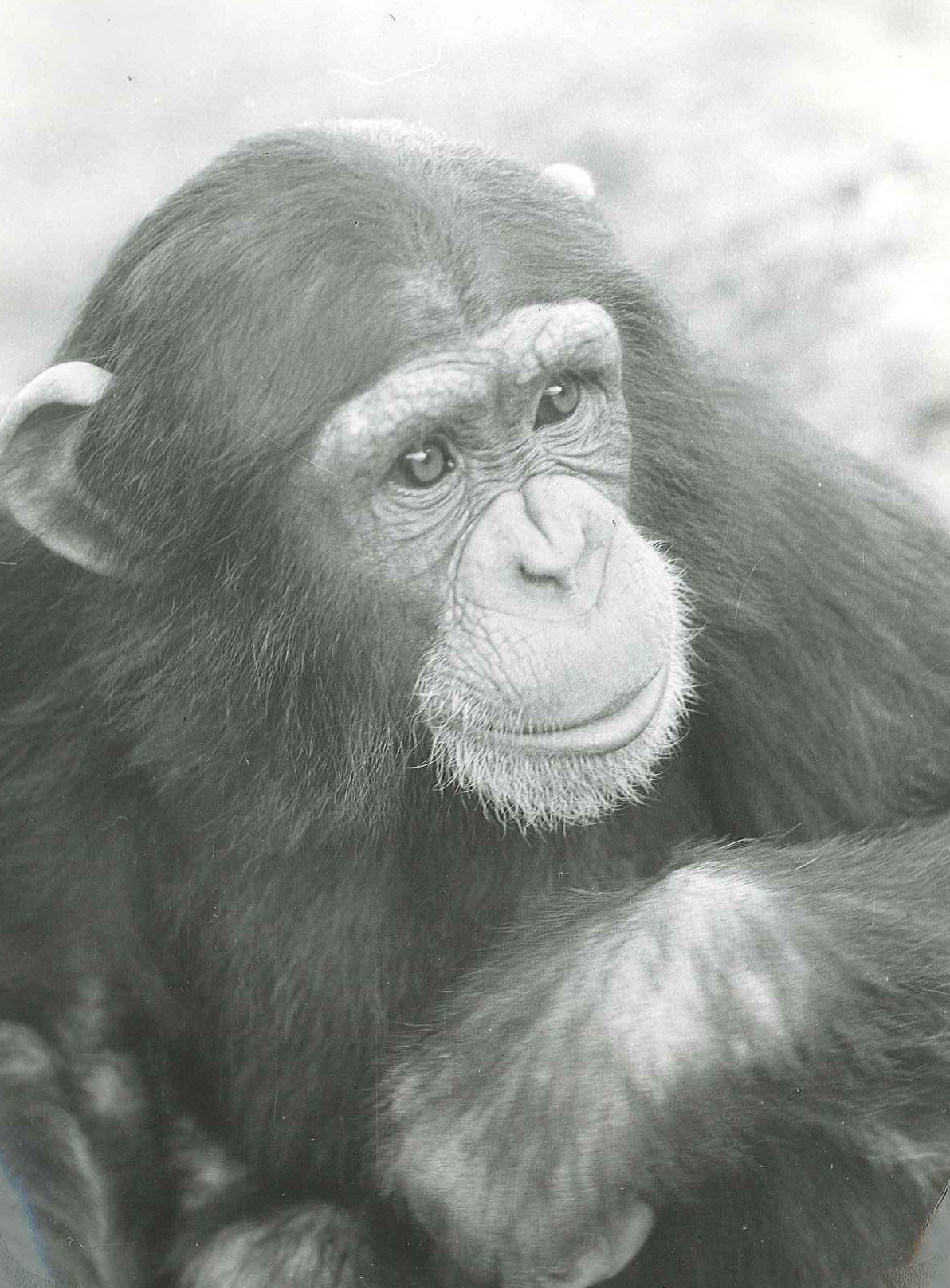 Boris the chimpanzee has passed away at the age of 58.