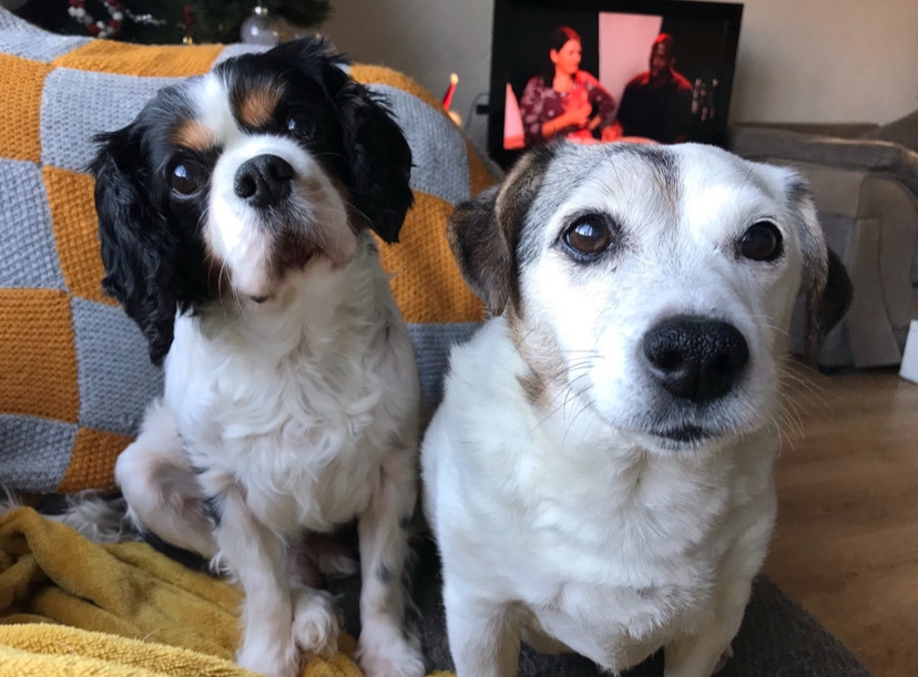 Bobby and Pippa, who are sadly missed