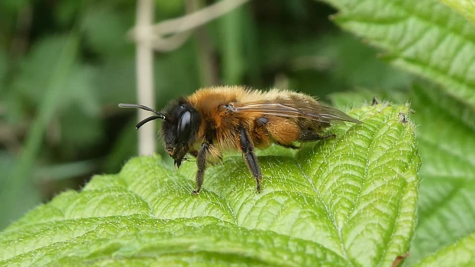 A bee taking a break at Acton Bridge by Lynne Bentley