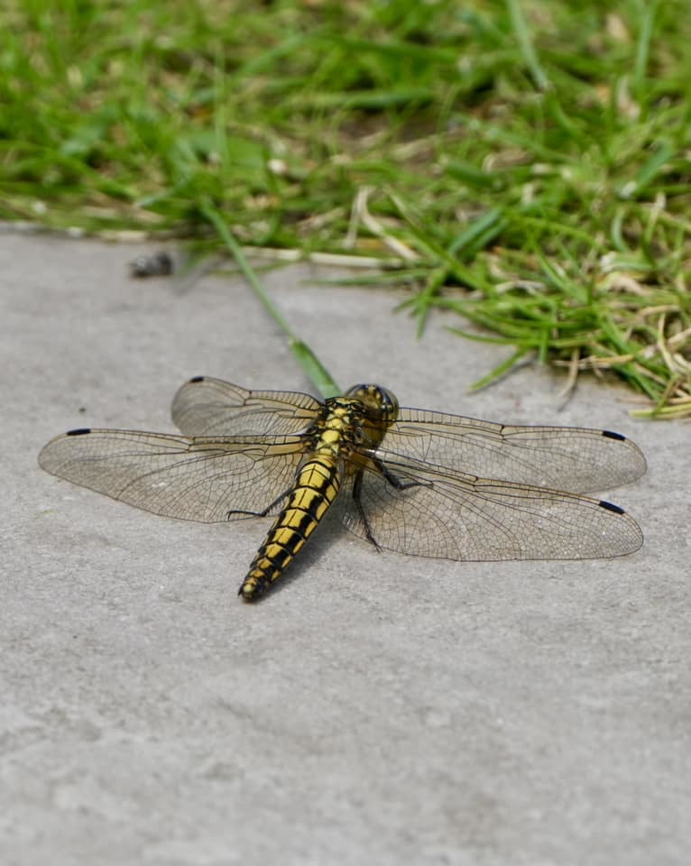 A black tailed skimmer by Andy Conboy