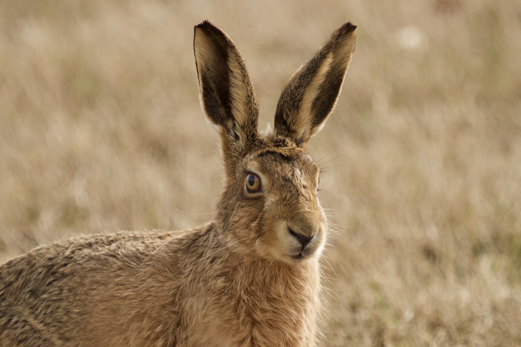 A brown hare in Antrobus by Heather Wilde