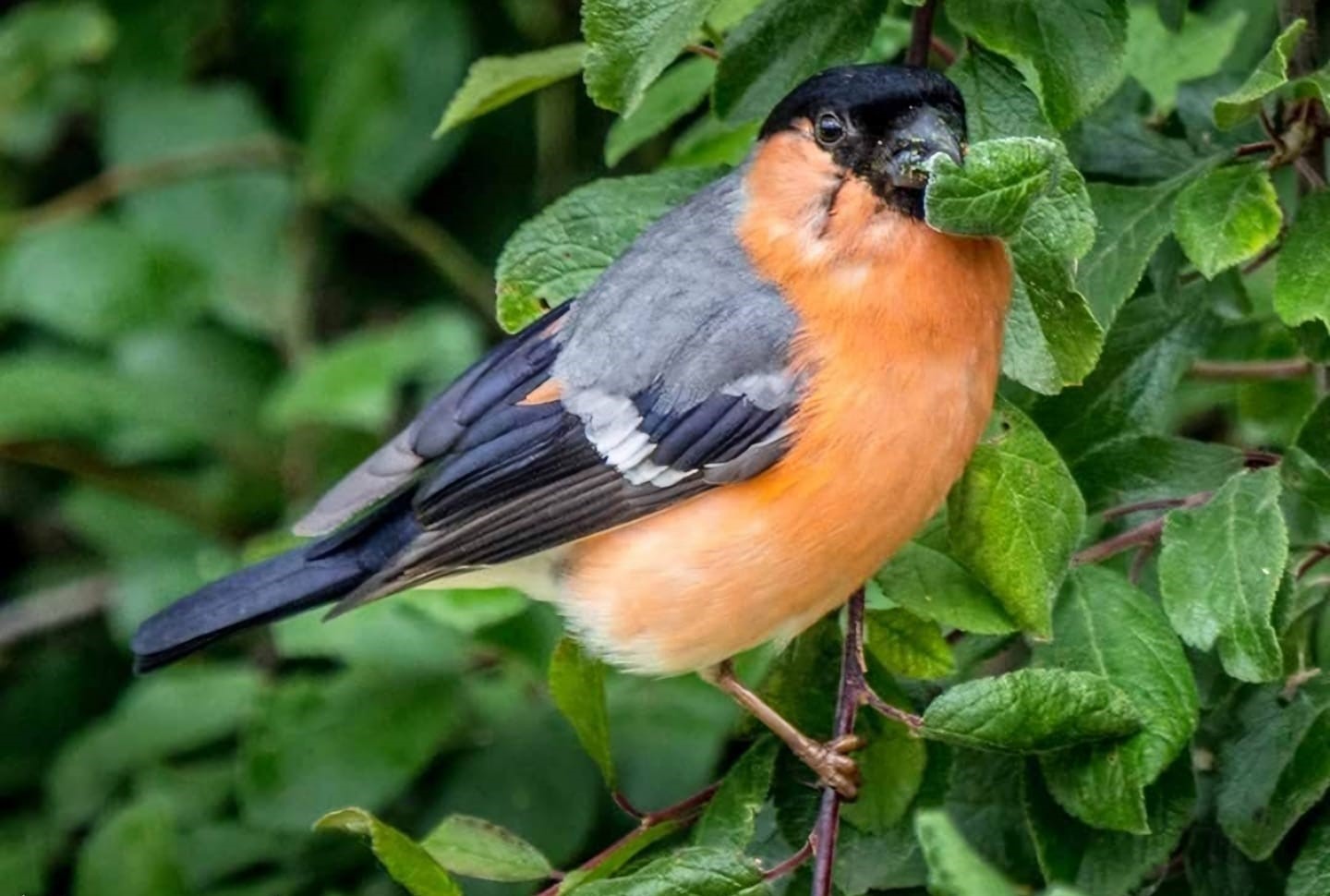 A bullfinch by Donna Maria Long