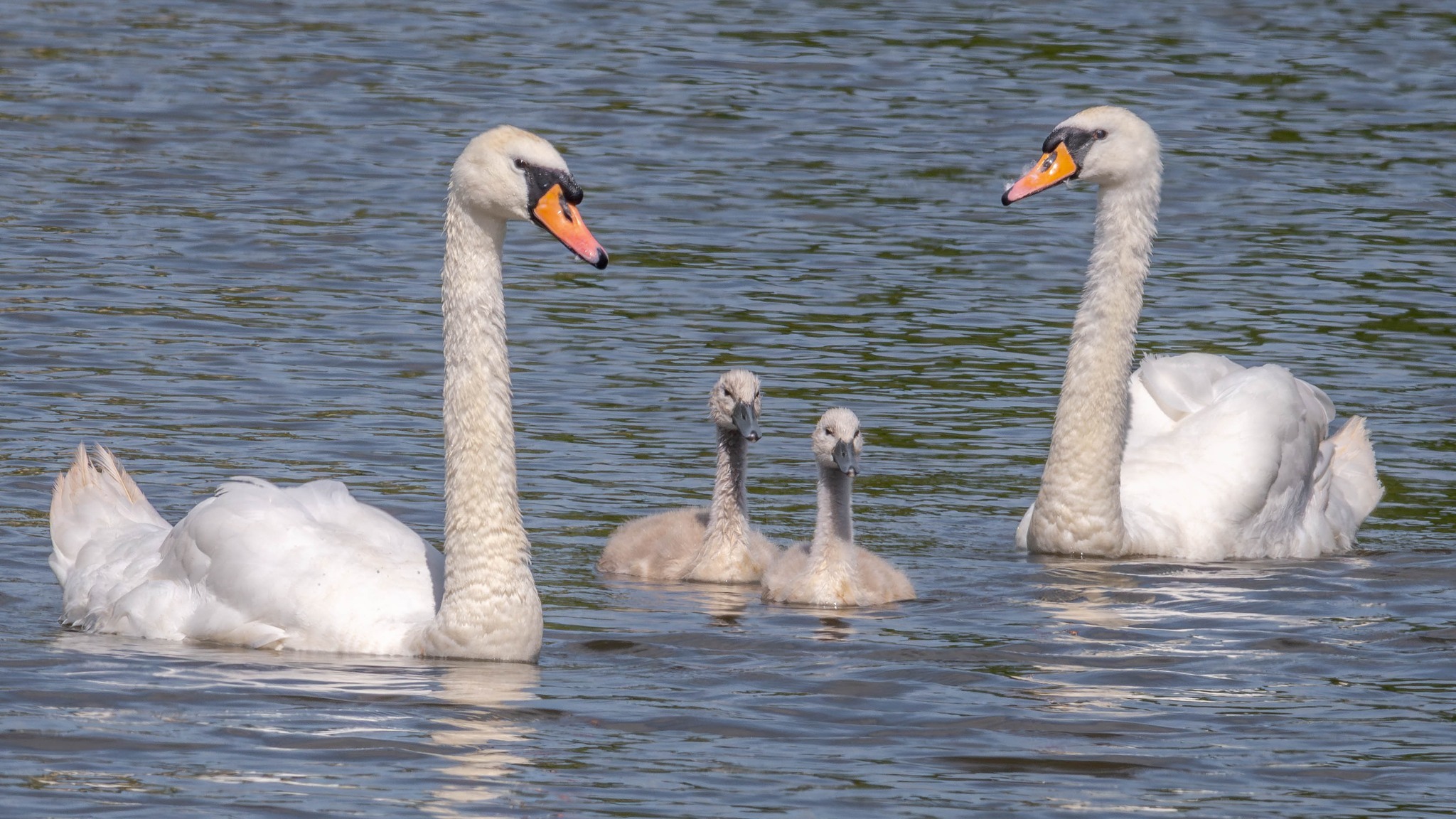 A family day out on the River Weaver, Winsford by Alan Bailey