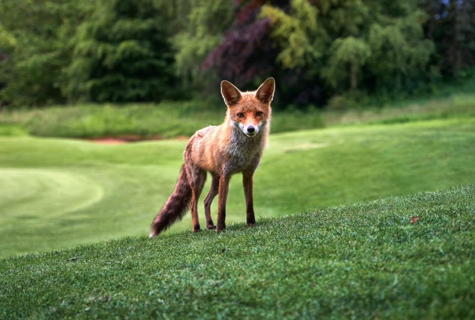 A fox at Vale Royal Abbey by Matt Nowell