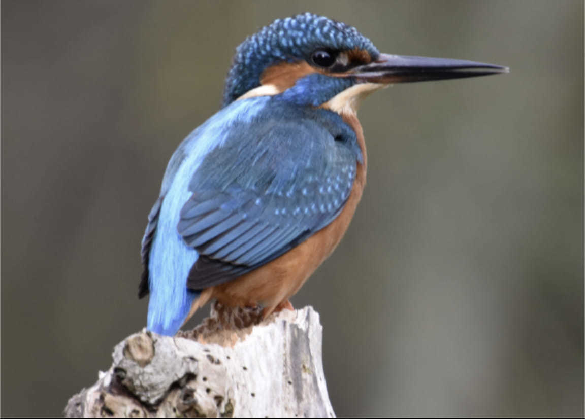 A kingfisher at Whitegate Way, Winsford by Lisa Lacking