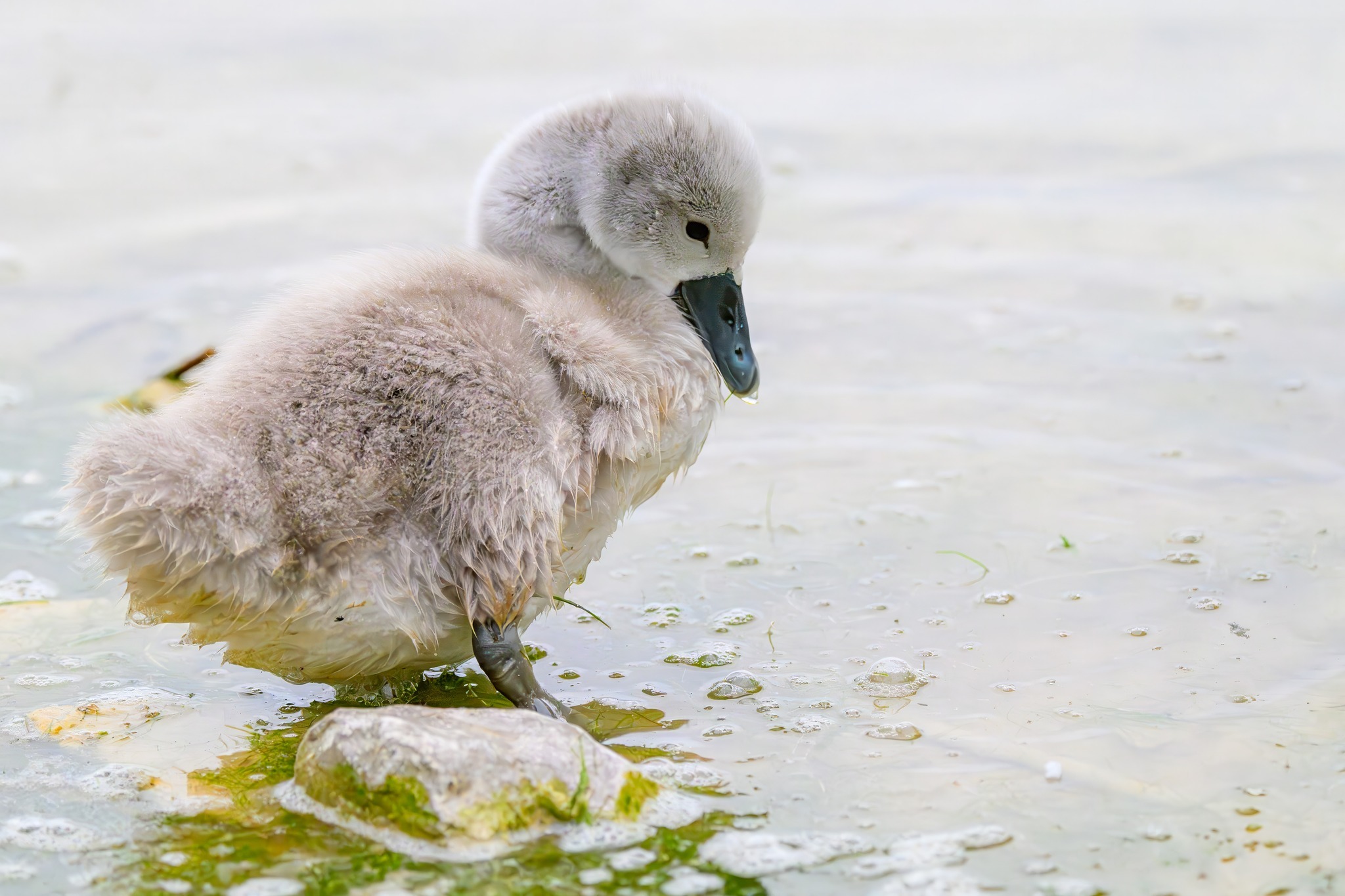 A cygnet at Neumanns Flashes by Thanos Bistolas