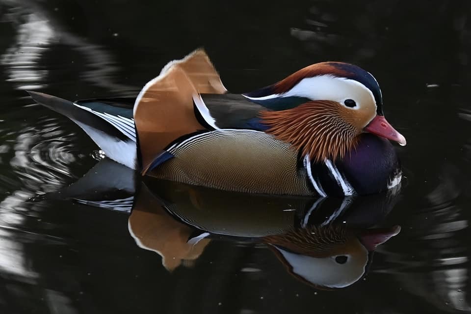 A mandarin duck by the Trent and Mersey Canal, Middlewich by Candy Lean