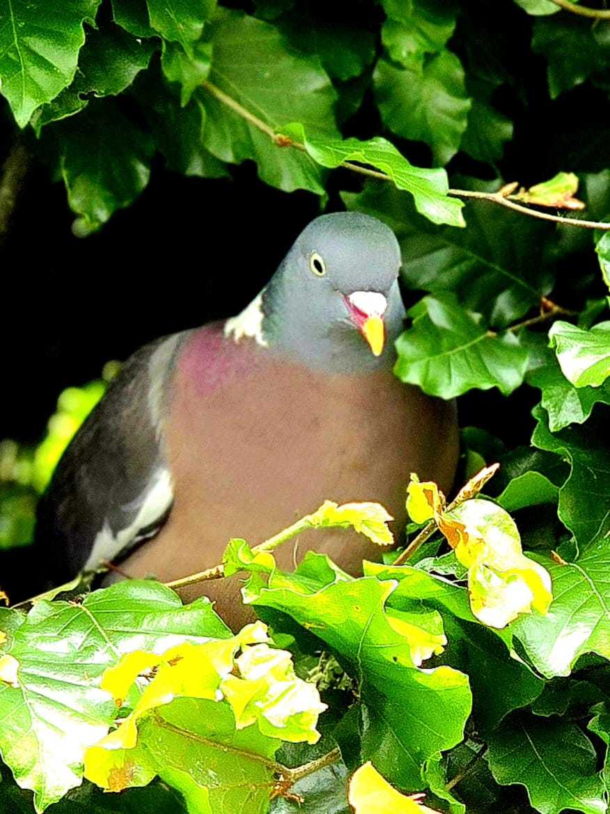 A pigeon popping out for some food in Sandbach Cheshire by Lorraine Bird