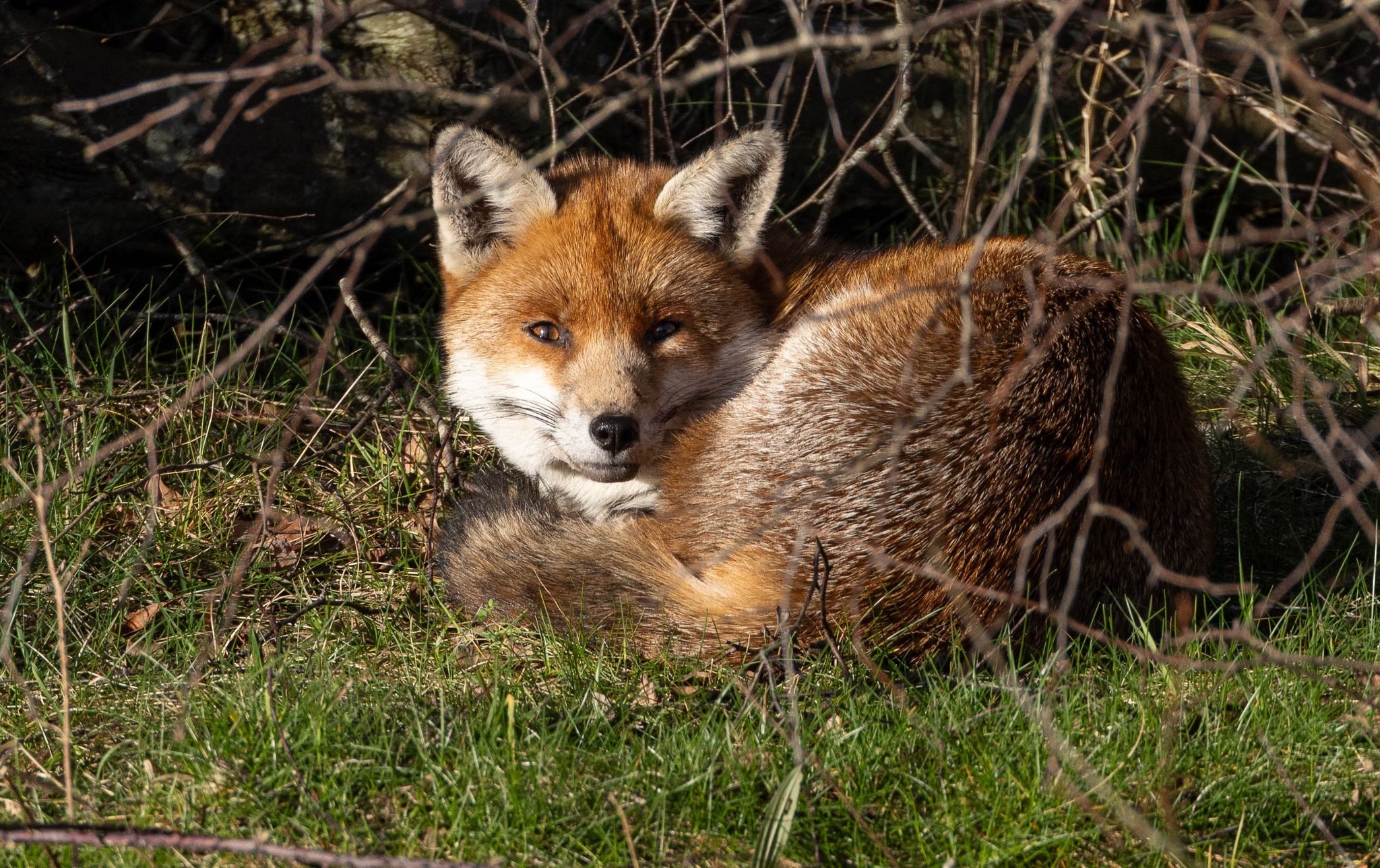 A red fox by the River Weaver at Meadowbank by Brian Dunning