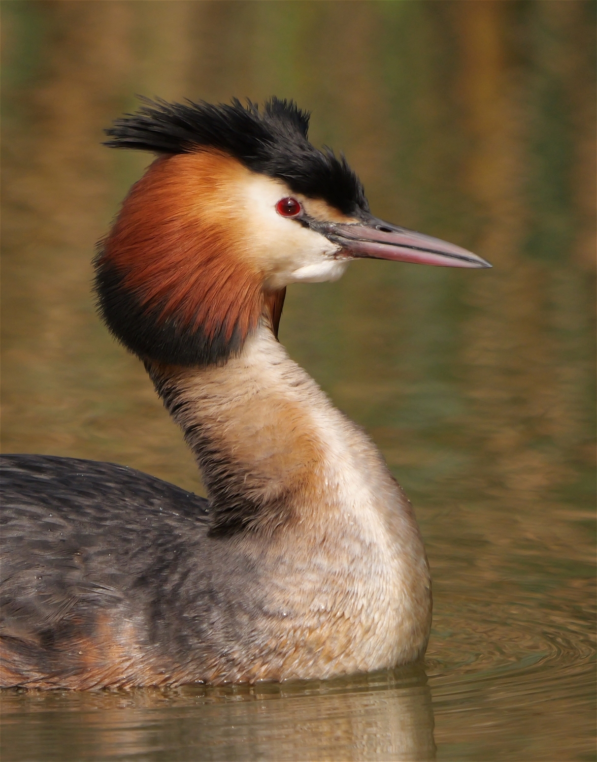 Great crested grebe on The Moor, Knutsford by Russell Dean