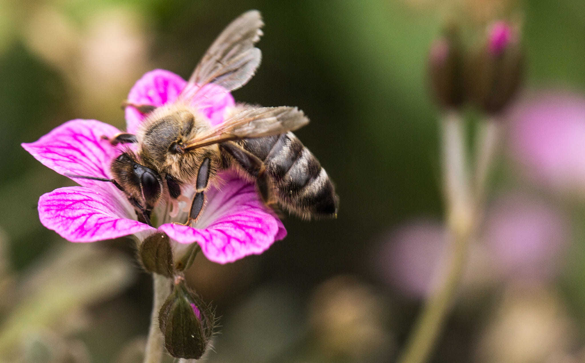 Nature at work by Paul Minshall