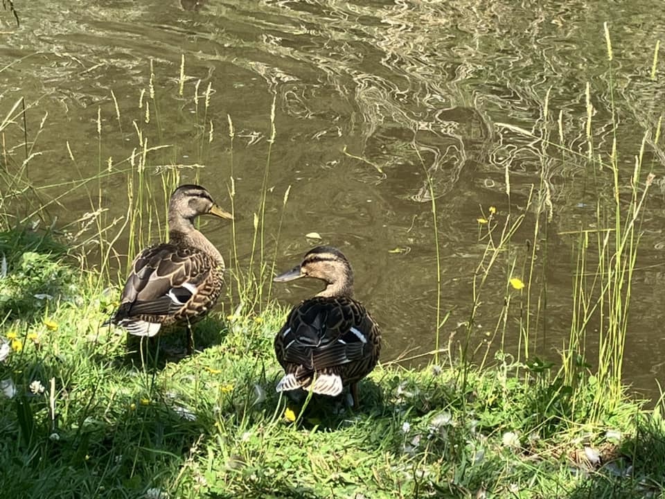 Ducks along the Trent and Mersey Canal by Wendy Mahon