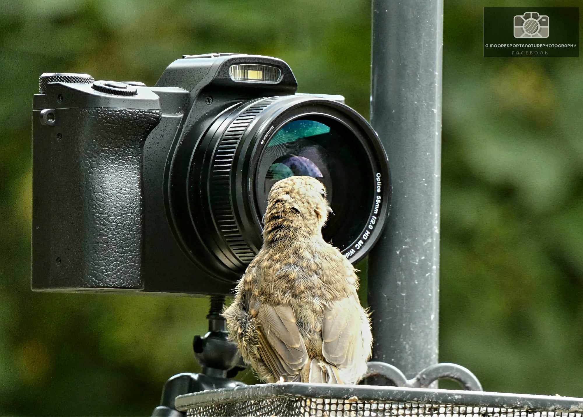 A juvenile robin