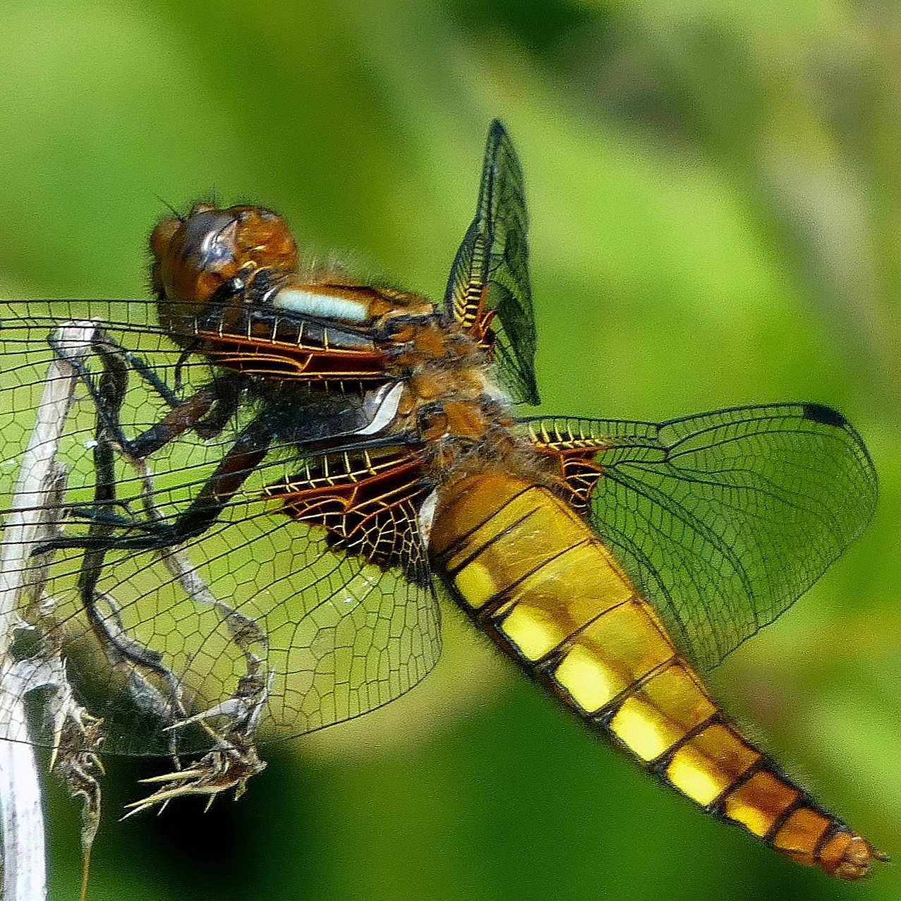 A broad bodied chaser dragonfly