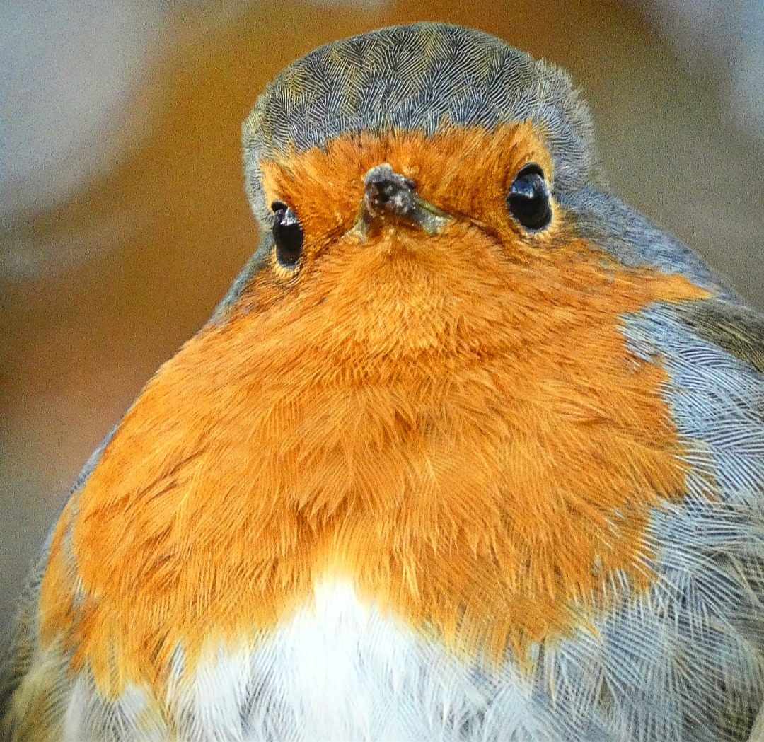 A robin