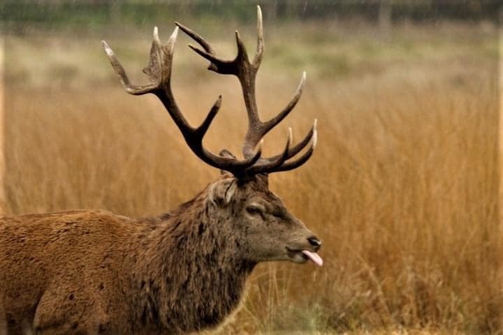 Deer in Tatton Park by Colette Ellison