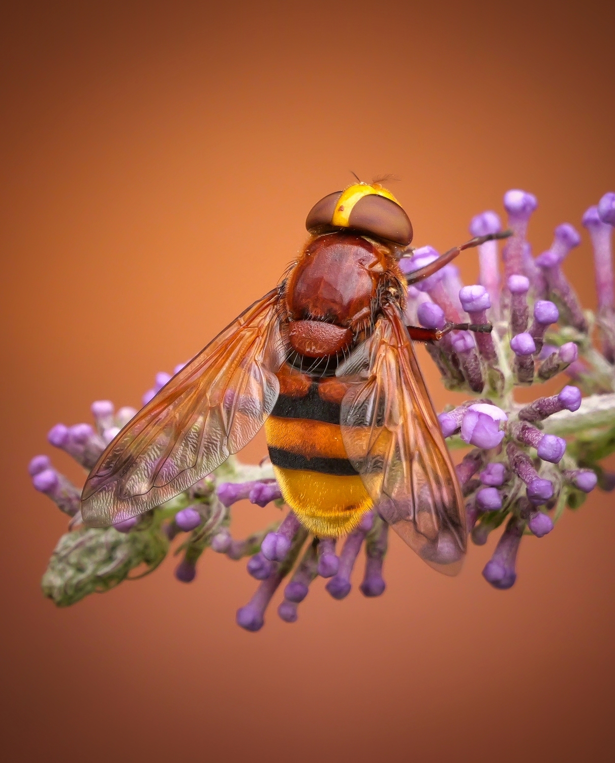 A hornet mimic hoverfly on buddleia by Russell Dean