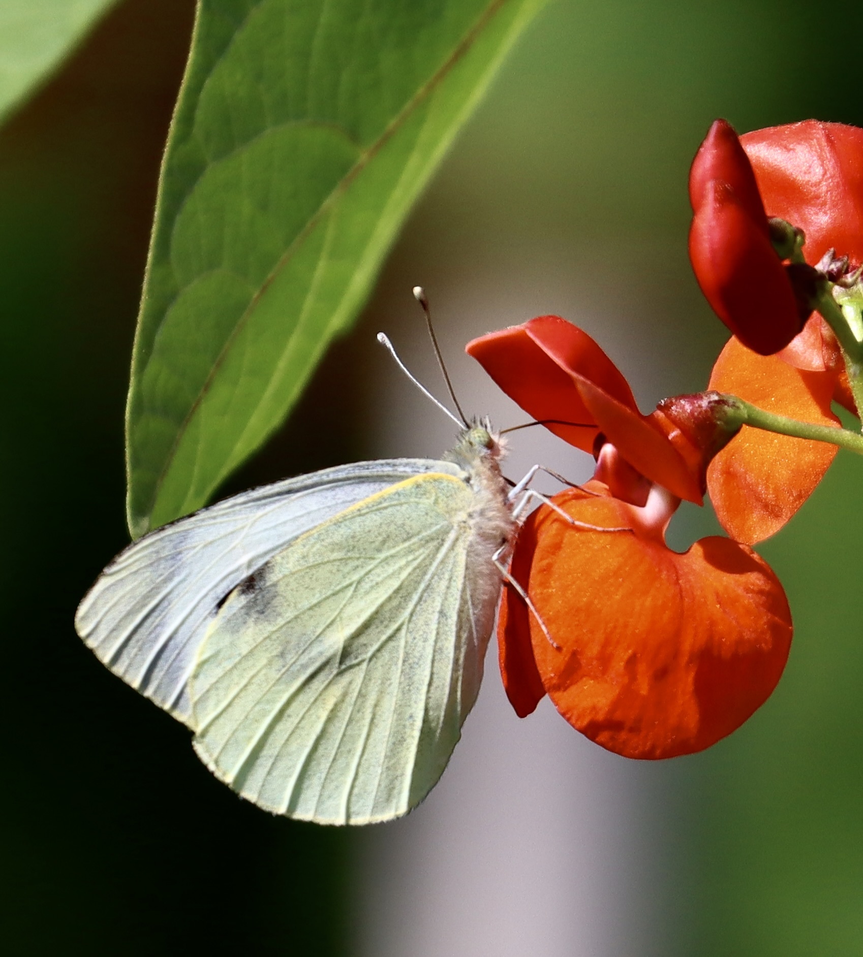 Butterfly at rest by Terry Gregory