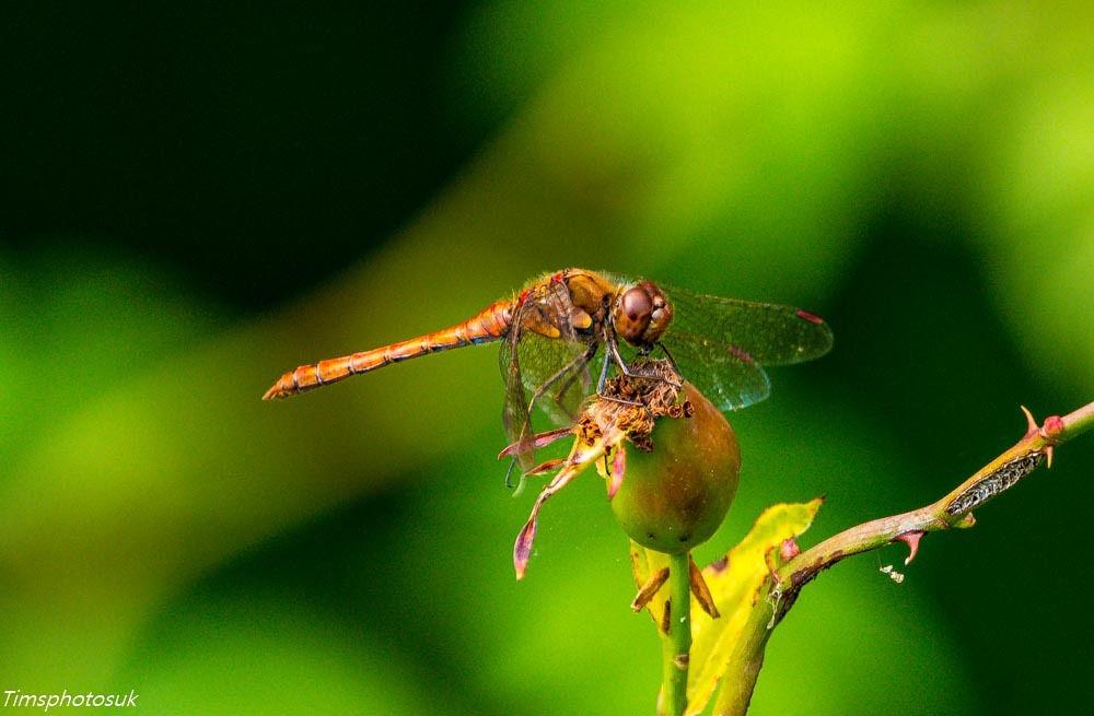 Dragonfly by Tim Spruce