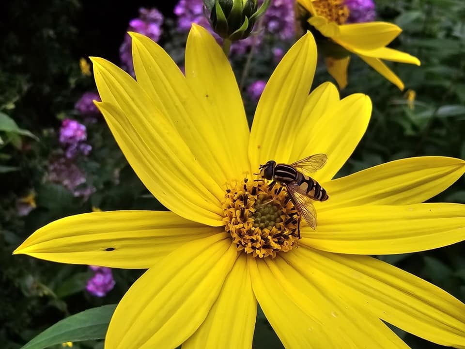 Hoverfly by Andrew Pratt