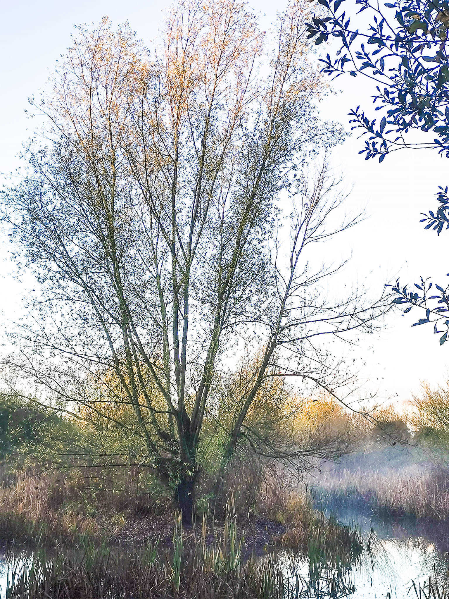 Down by the river in Rudheath (Ann Marie Taylor)