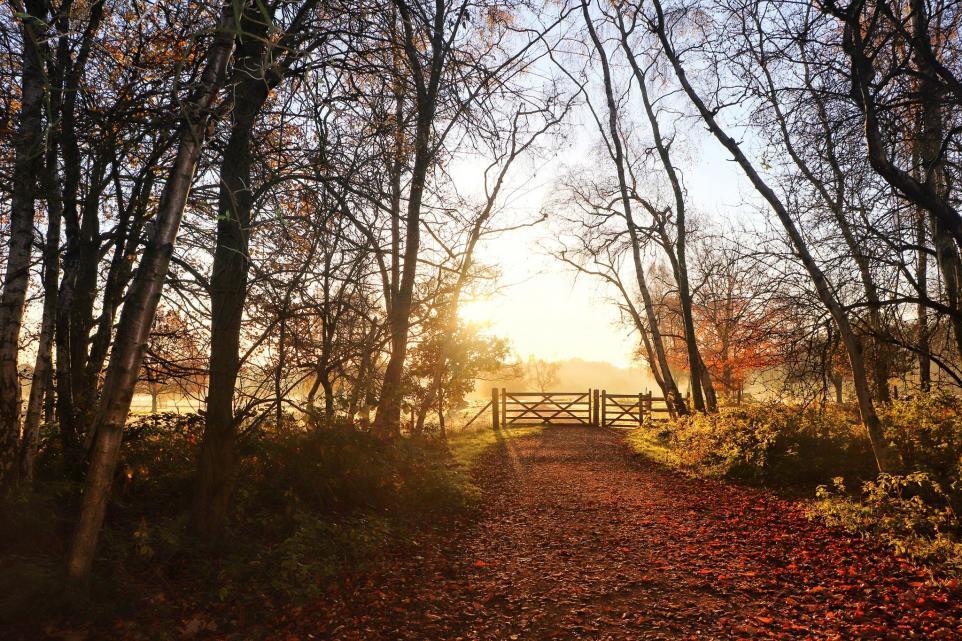 Marbury Country Park by Patricia Dyson