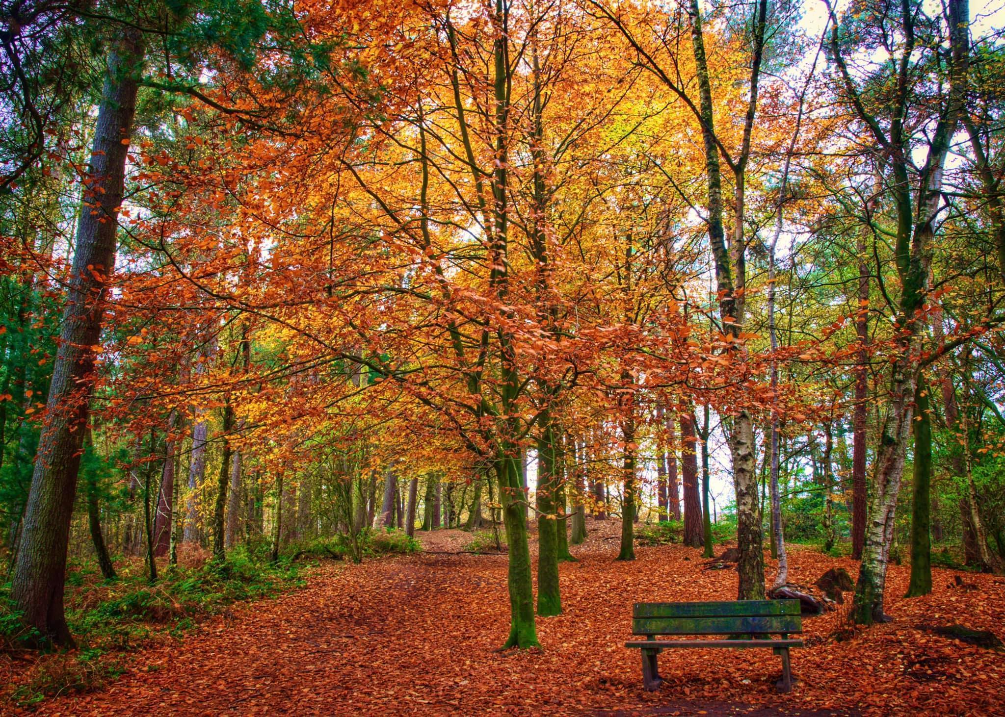 The Sandstone Trail runs through Delamere Forest by Imagewich