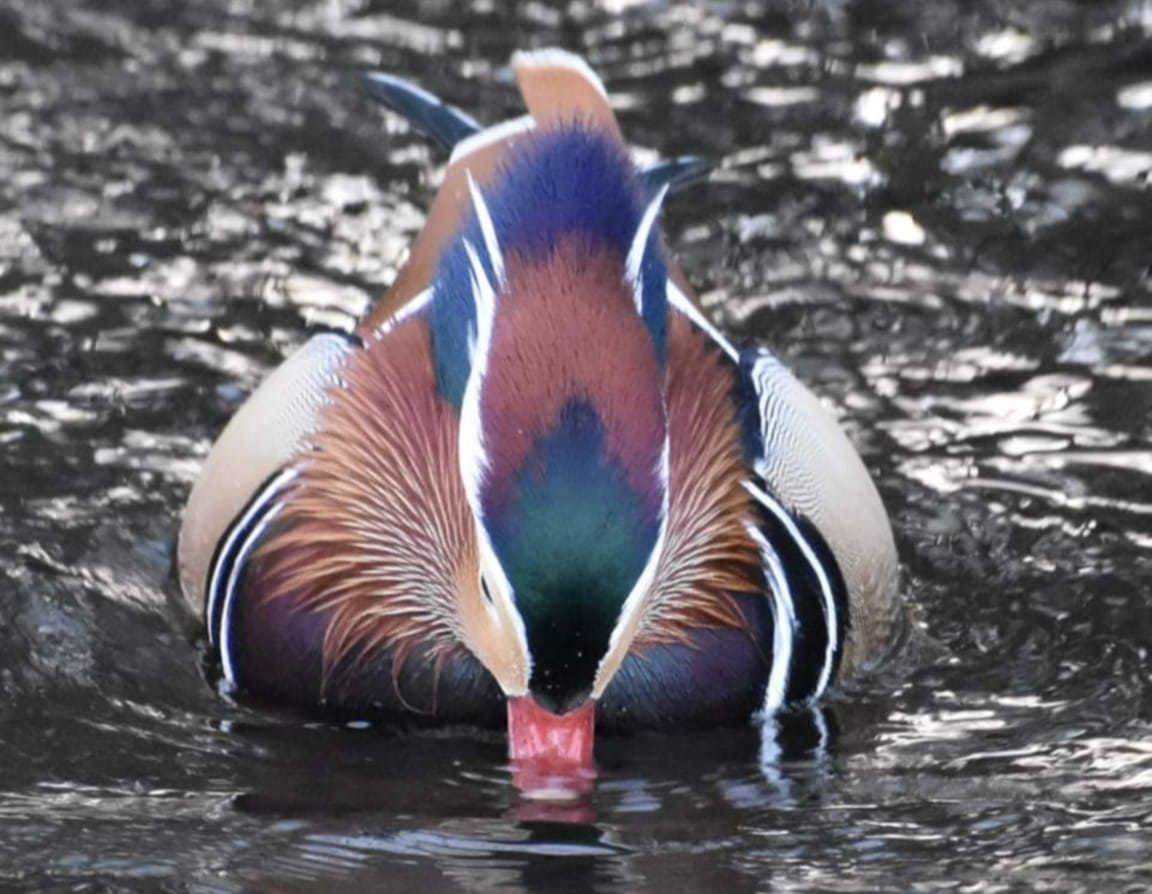 A Mandarin duck by Lisa Lacking