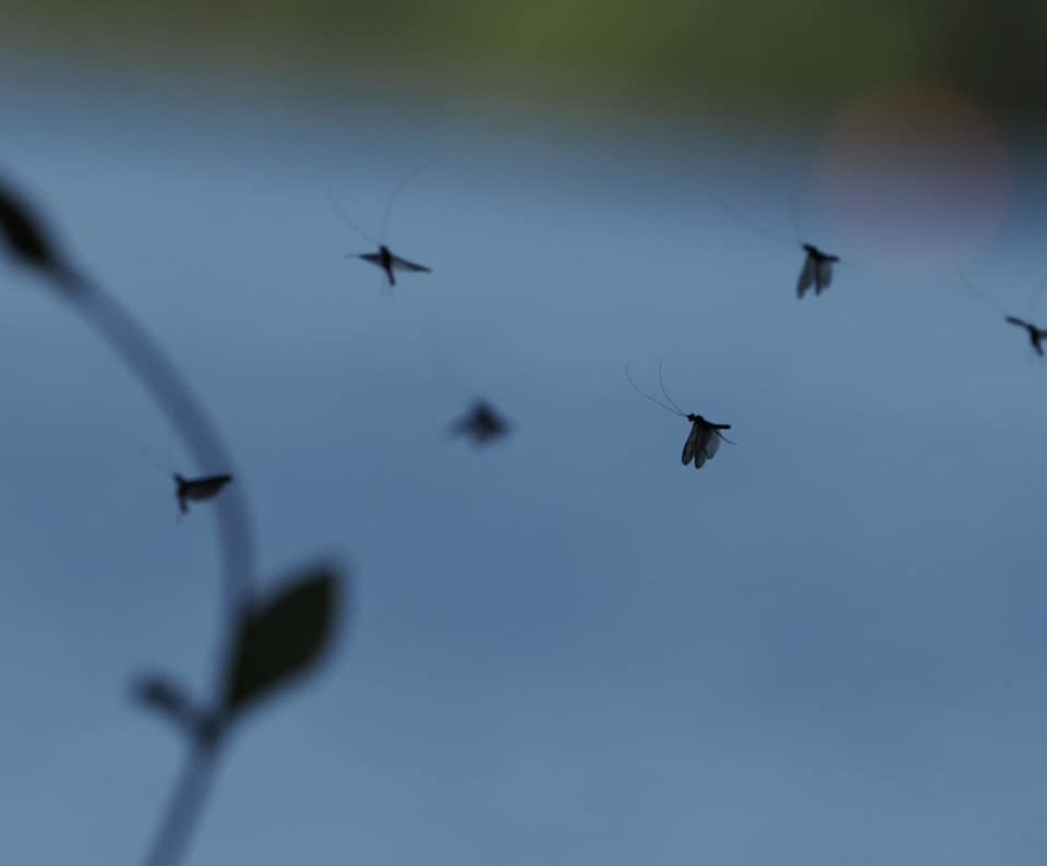 Fliying high by Andrew Pratt