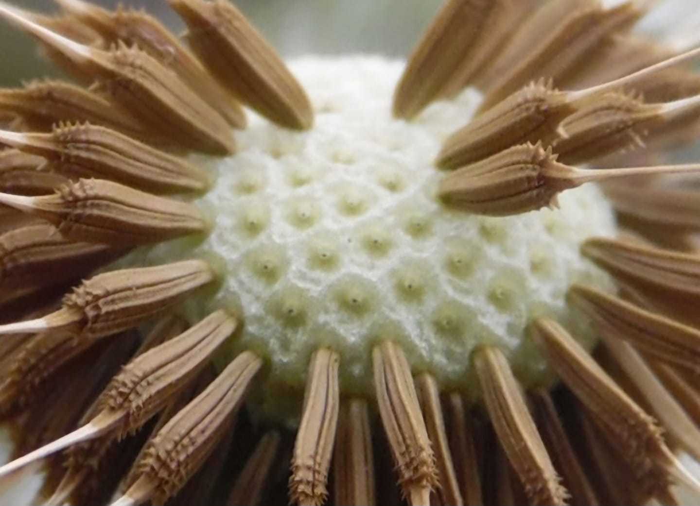 Dandelion close up by Donna Maria Long