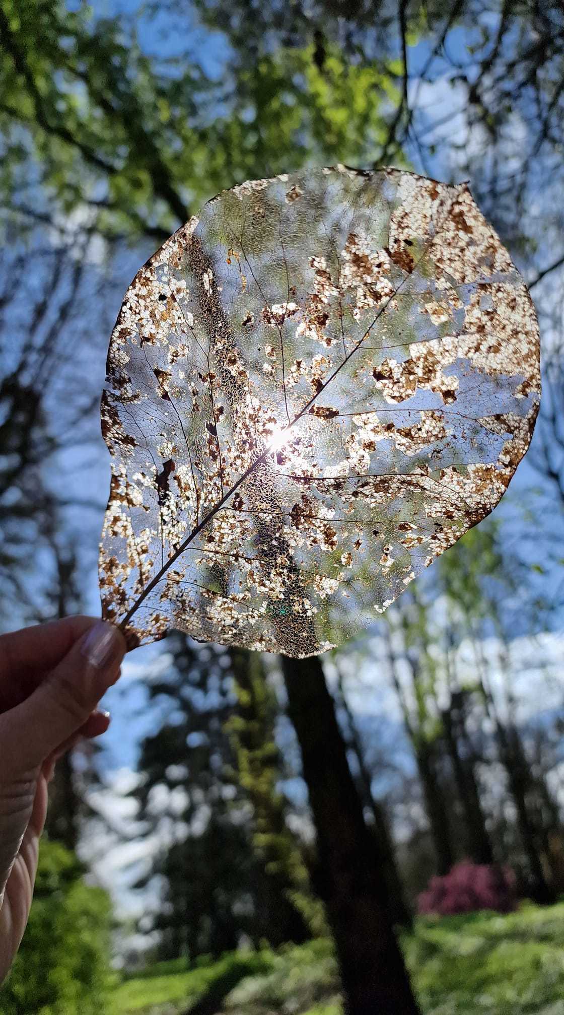 Out in nature by Cathie Leather