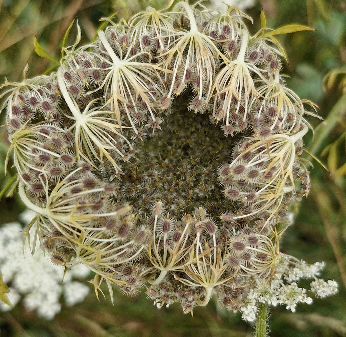 Wild carrot plant by John Pickering