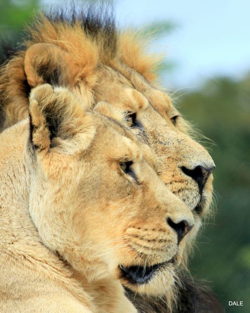 Picture by Chester Standard Camera Club member Welshie Dale of Kumari with Iblis at Chester Zoo.