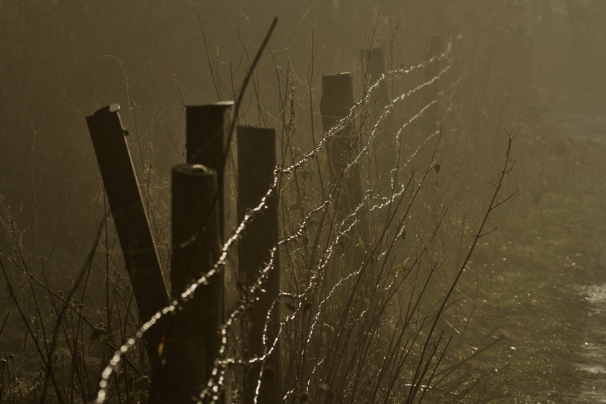 Spooky barbed wire along Weaver Way by Heather Wilde