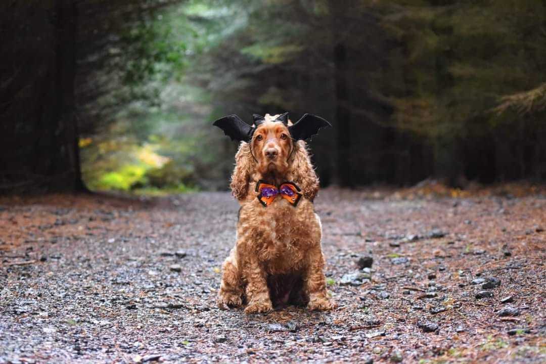 Spooky Rocky by Sophie Ralph